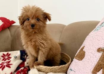 POMAPOO szpic miniaturowy & pudel toy suczka