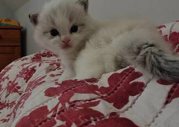 Cudowne kociaki Ragdoll po Championie, FPL, rodowód, hodowla od 12 lat