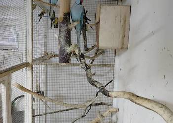 Para aleksandret 2023.