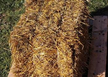Siano/Słoma Owsiana, Żytnia - kostka/sipma224/ 2026r