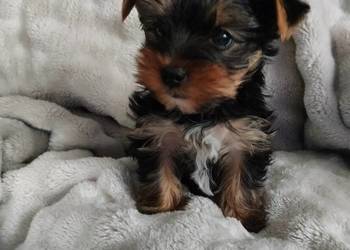 Piesek Yorkshire terrier