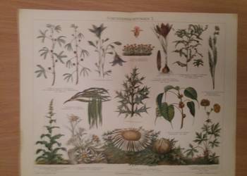 Stara niemiecka rycina z Meyers Lexikon z 1897 roku