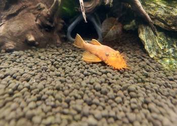 Glonojady czerwone, zbrojniki, rybki, ryby akwariowe