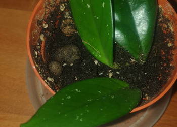 Hoya , hoja, kwiat rosnący, nr 4