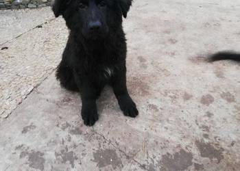 Sprzedam szczeniaki owczarka niemieckiego długowłosego Sprzedam szczeniaki owczarka niemieckiego długowłosego