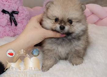 Sunia Szpic miniaturowy pomeranian Orange Sable badania DNA !