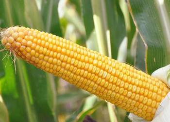 kukurydza SM Boryna - nasiona na kiszonkę