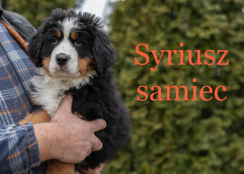 Szczeniaki Berneński Pies Pasterski Podlasie, okolice Suwałk