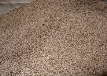 Łubin wąskolistny gorzki