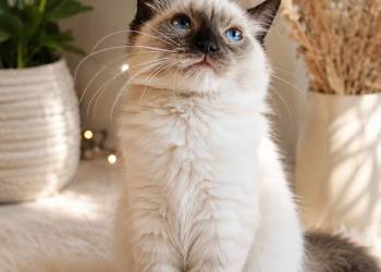 Niebieskooka kotka Ragdoll gotowa do odbioru