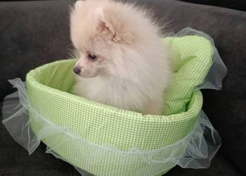 Szpic miniaturowy. Przepiękny maluch.r