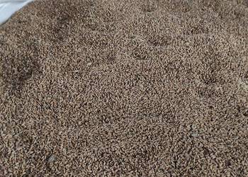 Pszenżyto ozime odmiana Orinoko  pierwszy rok po centrali Pszenżyto ozime odmiana Orinoko  pierwszy rok po centrali