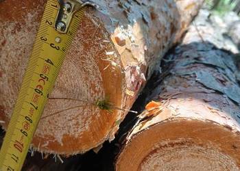 Słupki ogrodzeniowe stemple budowlane żerdzie słupy drewniane paliki