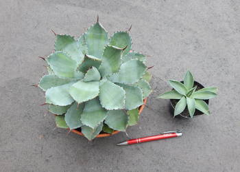 Miniaturowa agawa - agave potatorum Kichijokan - 3 letnia sadzonka