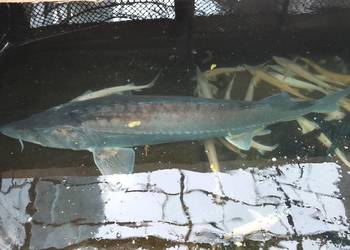 JESIOTR bieługa błękitna COLOSUS 180 cm – UNIKAT