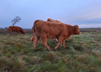 Sprzedam jałówki