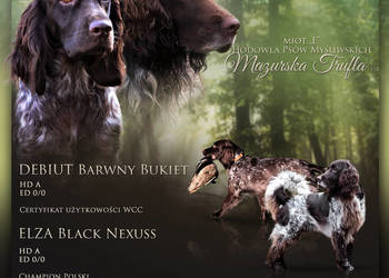 Polski Spaniel Myśliwski - planowany miot