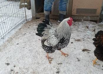 Stadko Wyandotte srebrnołuskowane