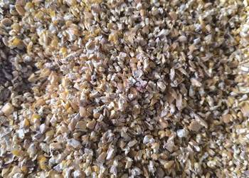 Kukurydza gnieciona pasza śruta