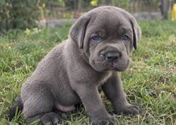 Cane Corso Italiano szczenięta