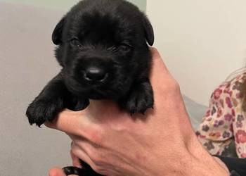 Szczeniak Labrador Retriever
