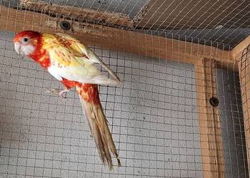 Rozella Białolica 2025 samica