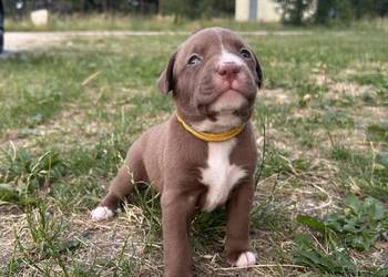 American Pit Bull Terrier - suczka