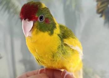 Papuga ręcznie karmiona koza modrolotka oswojona