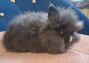 Królik miniaturka karzełek teddy