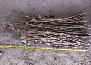 Sztobry Patyki Porzeczka Czarna Tihop