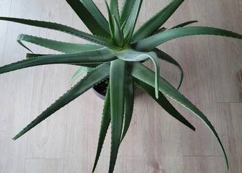 Aloes 100 cm rozpiętości i wysokości (z doniczką ceramiczną)