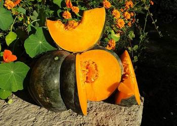 Dynia Muskat Dynia Muskat