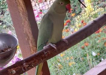 - Aleksandretta Obrożna - samica -