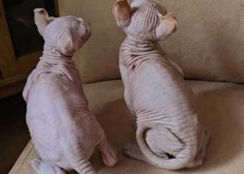 Sfinksy gotowe do odbiory!!! *domowa hodowla* SPH Sphynx Sfinkx