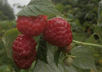 Sprzedam maliny jedienne