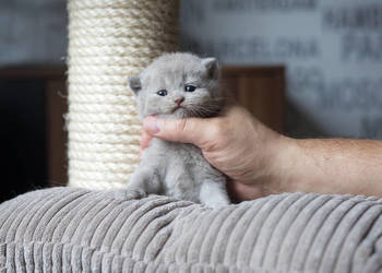 Brytyjski - Kocur Krótkowłosy Liliowy - Tęczowy Agat - Miot M