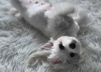 Maltańczyk szczeniak chłopiec