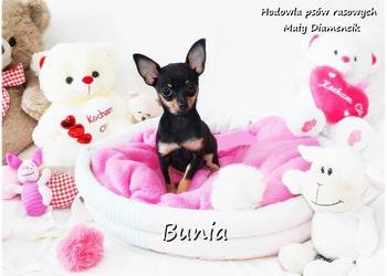Mini Suczka BUNIA Ratlerek XS! Pinczer miniaturowy z Rodowodem 5m-cy