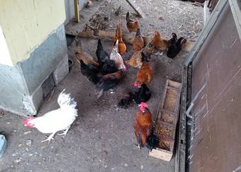 Sprzedam kury z działki