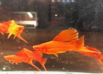 Mieczyk Kalafior Cauliflower Full Red albino rosefin