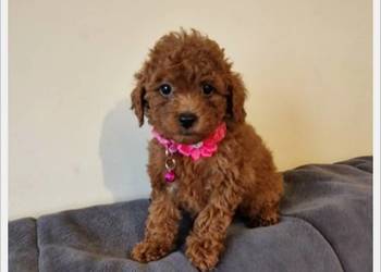 Pudel Miniaturowy,pudelek śliczna suczka