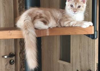 Kotka jedną szylkretka druga ruda Maine coon z rodowodem