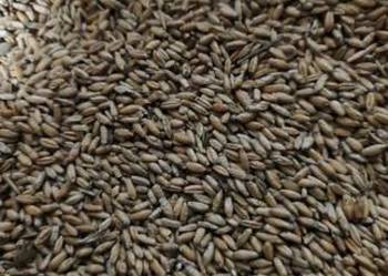 Sprzedam pszenżyto 2025