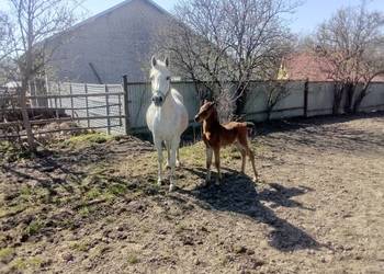 Klacz Arabska ze źrebakiem