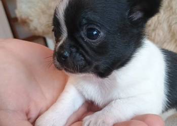 Chihuahua piękna dziewczynka DAMA