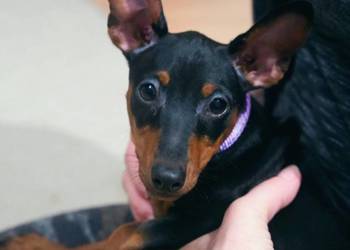 Pinczer miniaturowy ZKwP FCI _ przebadane _ bogata wyprawka _ SUCZKA