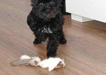 Yorkshire Terrier Black ?