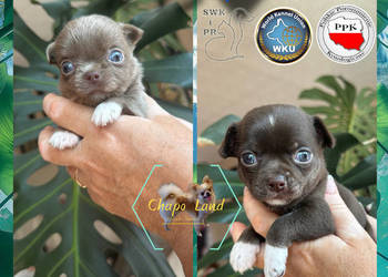 Chihuahua z rodowodem lilac czekoladowe