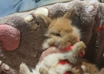 Mini lop króliczki