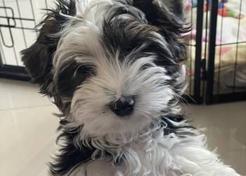 Yorkshire Trrier Biewer piesek Gucio